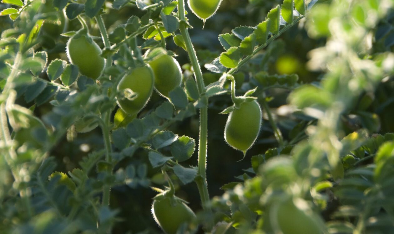 Green Chickpeas